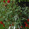 Foto0093